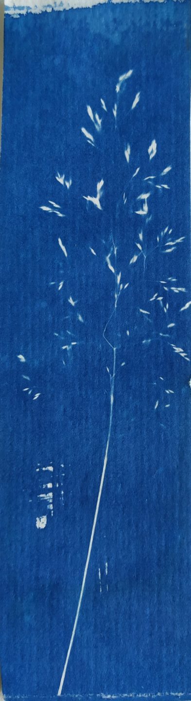 A la découverte du cyanotype